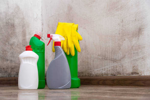 Why You Should Choose Our Mold Remediation Services in Red Lick, TX